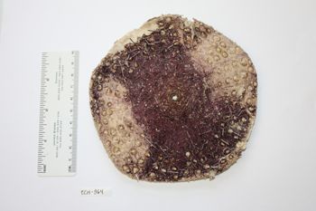 Media type: image;   Invertebrate Zoology ECH-964 Description: Preserved specimen.;